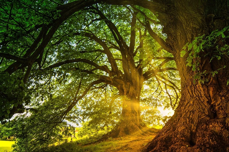 Enchanted Forest Playlists