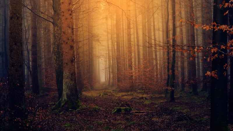 Magical Woodland Ceremony