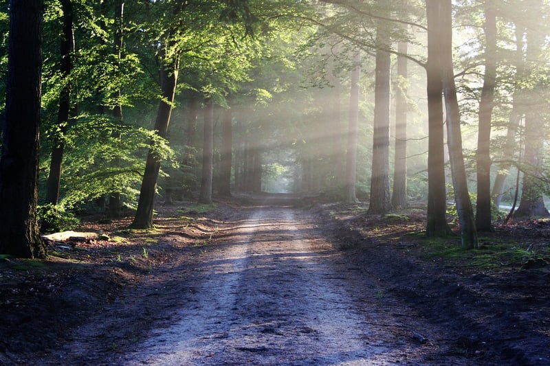 Enchanted Forest Ceremony Playlist